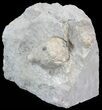 Cystoid (Holocystites) Fossil - Indiana #44604-3